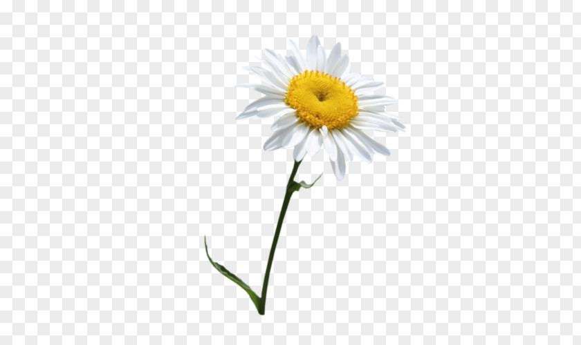 Camomile PNG clipart PNG