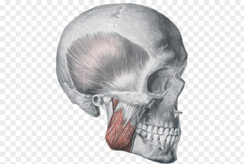 Enhance Strength Masseter Muscle Anatomy Orbicularis Oris Muscles Of Mastication PNG