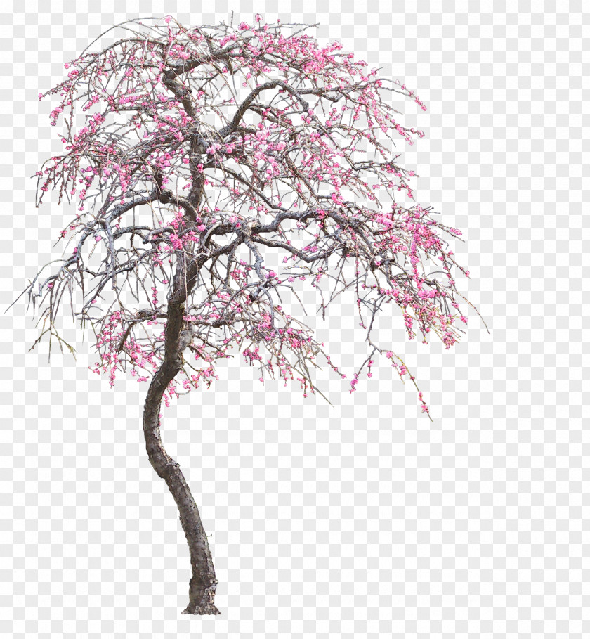 Flower Tree PNG