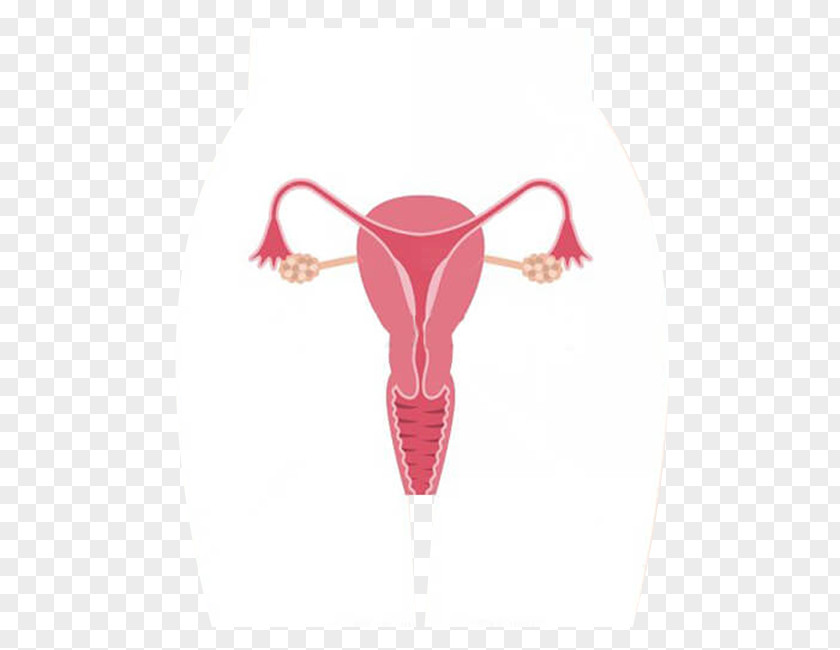 Ovary Female Reproductive System Royalty-free Uterus PNG