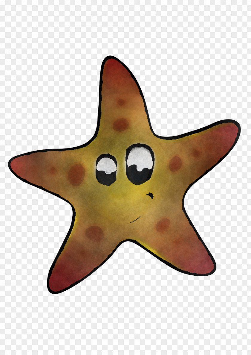 Starfish Biology Science PNG