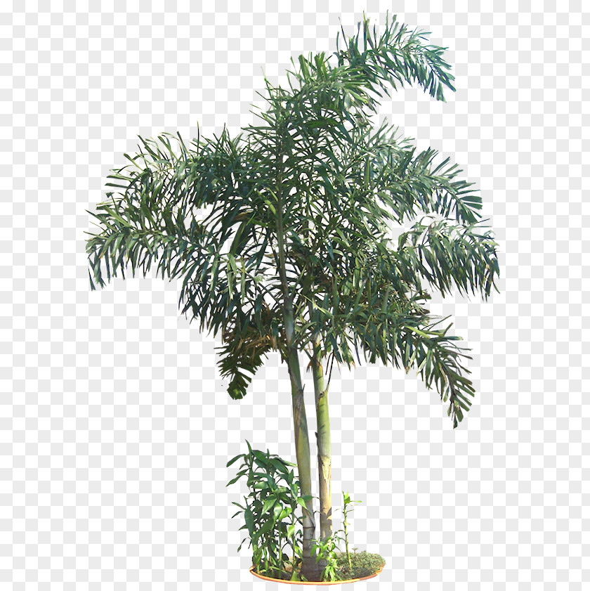 Tropical Tree Dypsis Madagascariensis Dipsis Information PNG