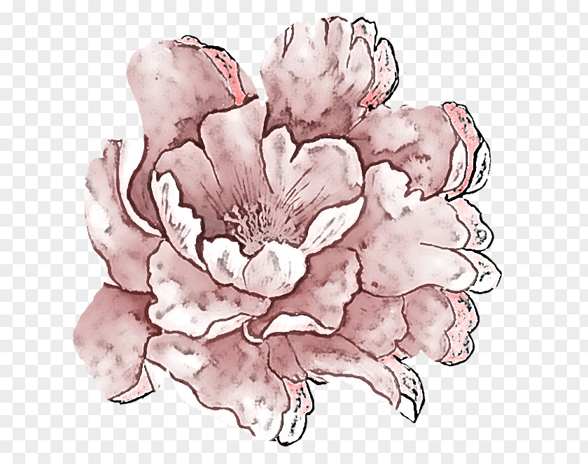 Flower Petal Pink Plant Drawing PNG