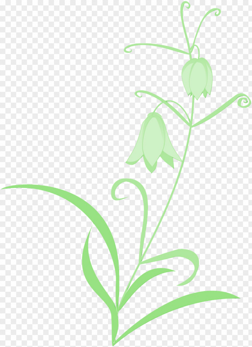 Fritillaria Plant Stem Flower Leaf Flowering Pedicel PNG