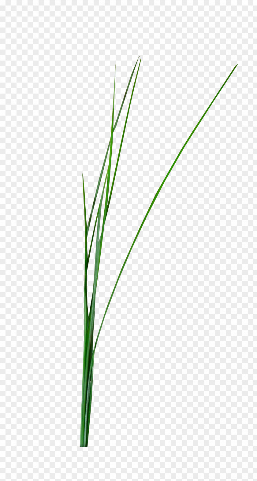 Grass Leaf Angle Font PNG
