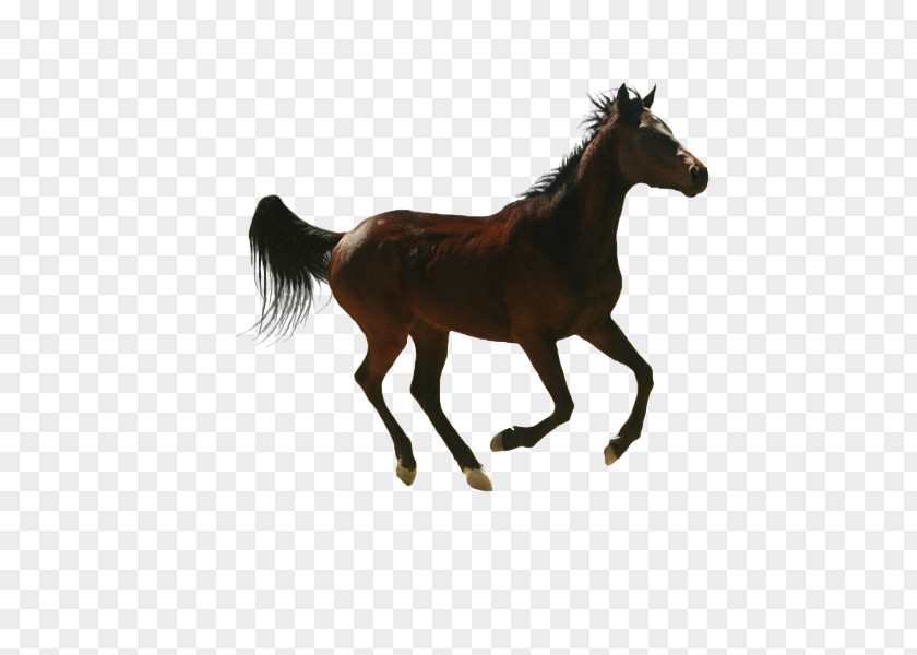 Horse Image Design PNG
