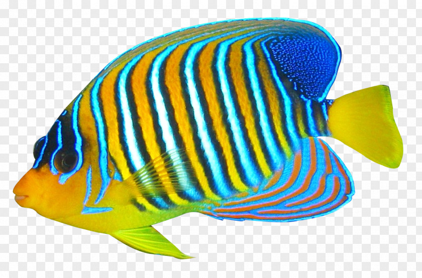 Fish Emperor Angelfish Clip Art PNG