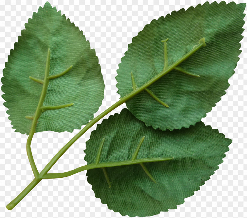 Green Leaves Leaf Download PNG