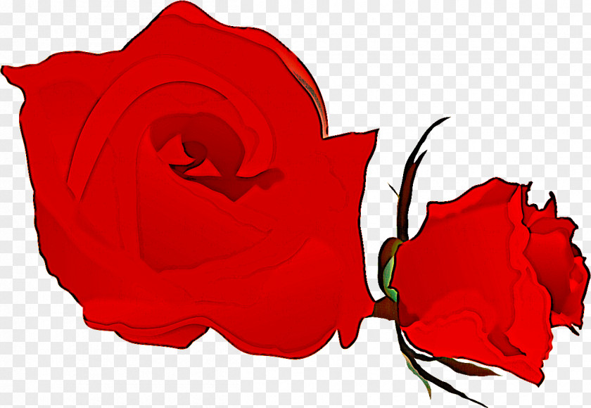 Two Flowers Roses Valentines Day PNG