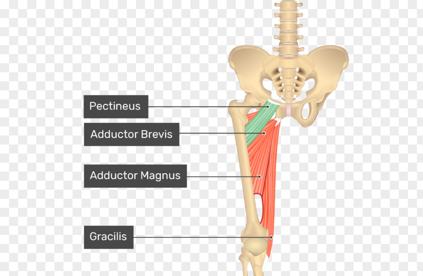 Arm Pectineus Muscle Sartorius Gracilis Anatomy PNG