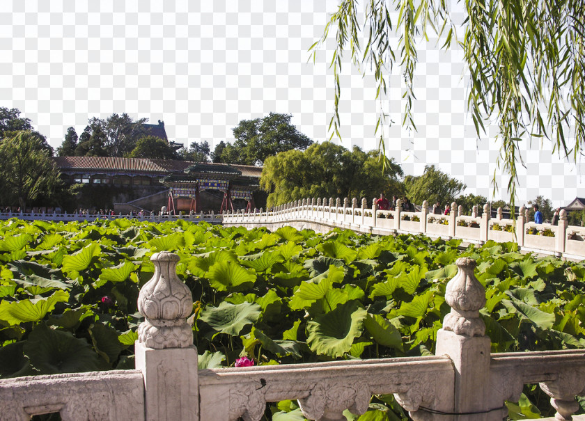 Beihai Park Forbidden City Odori U6e90u8fdcu6d41u957f Building PNG