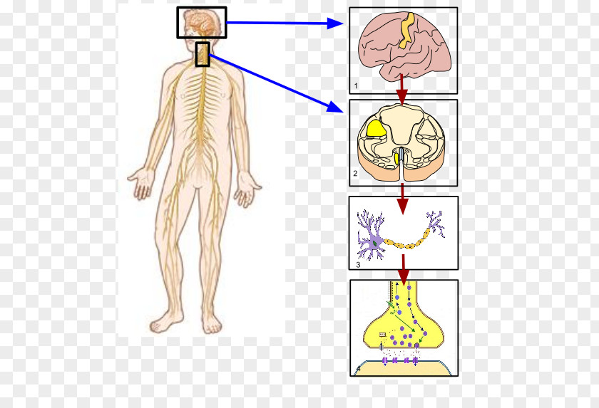 Brain Somatic Nervous System Peripheral Nerve Human Body PNG