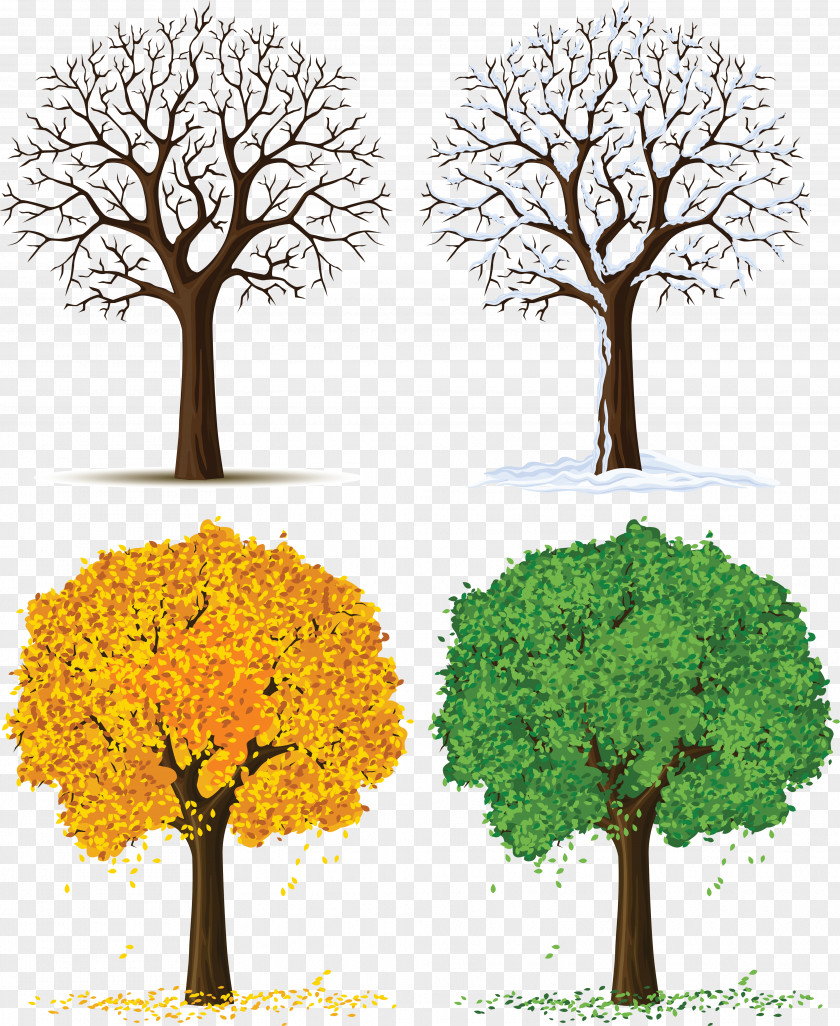 Four Seasons Trees Clipart Tree Euclidean Vector Illustration PNG