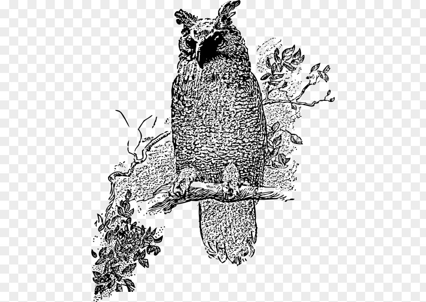 Horned Owl Cliparts Great Bird Clip Art PNG