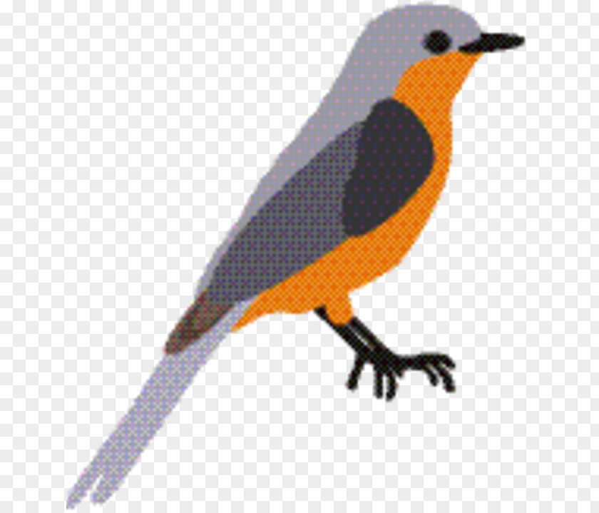 Robin Old World Flycatcher Bird PNG