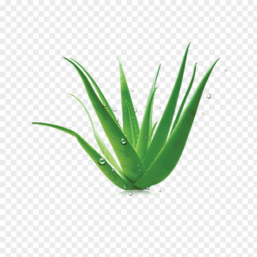 Aloe Vera Euclidean Vector PNG