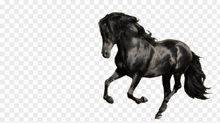 Celo Friesian Horse Andalusian Hanoverian Arabian Gallop PNG