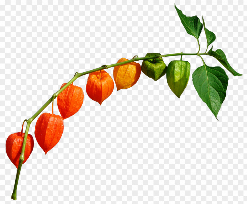 Chili Pepper Peruvian Groundcherry Clip Art PNG