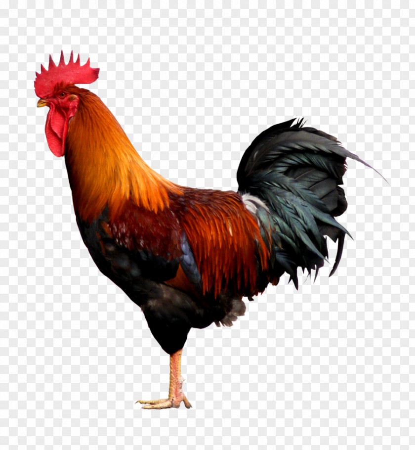 Cock De Haan Rooster Chicken Illustration PNG