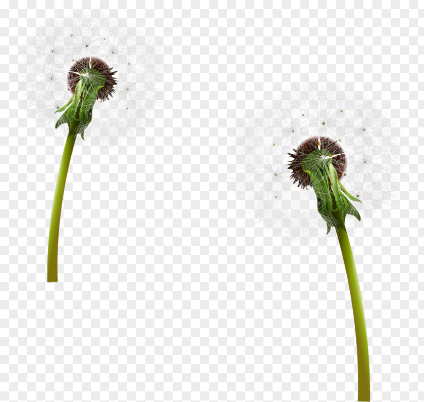 Dandelions Cartoon Download Flower Clip Art Image PNG