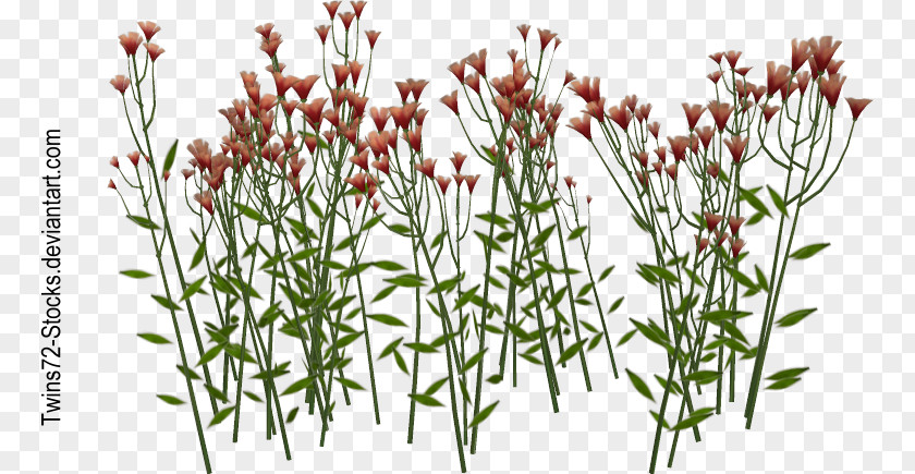 Flower Wildflower Plant Stem Armeria Maritima PNG