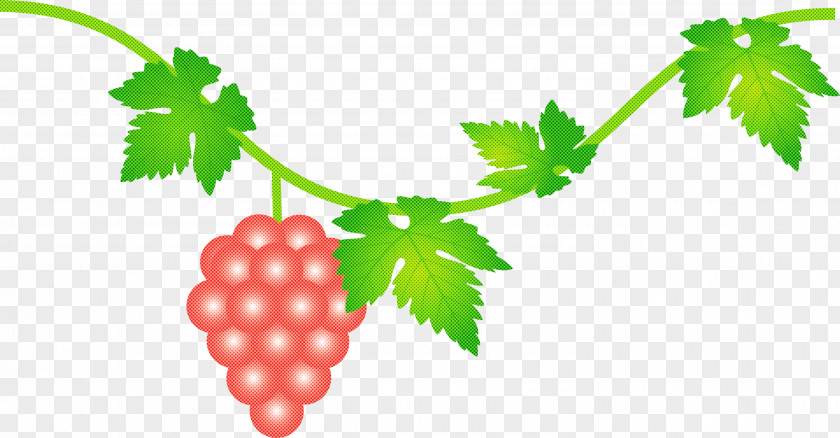 Grape Grapes Fruit PNG