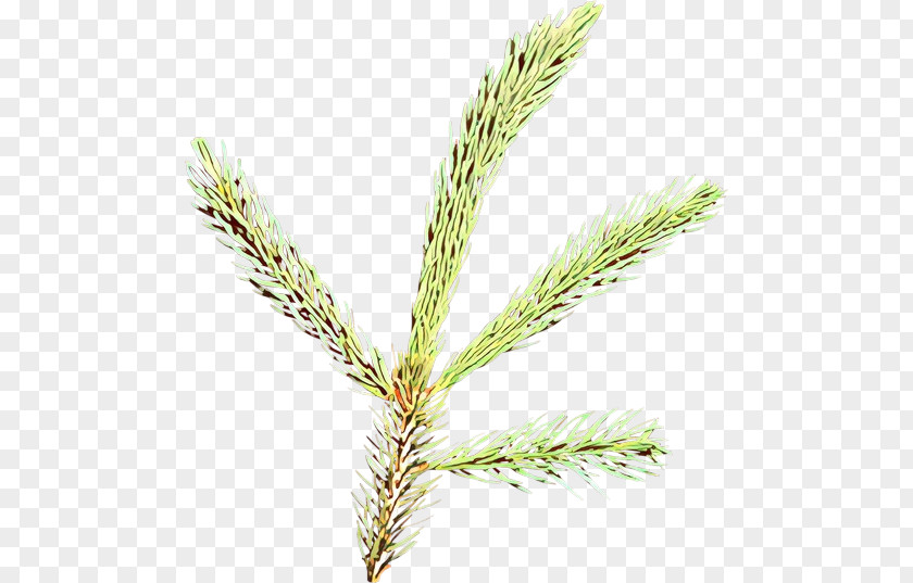 Jack Pine Tree White Plant Red Loblolly Shortstraw PNG