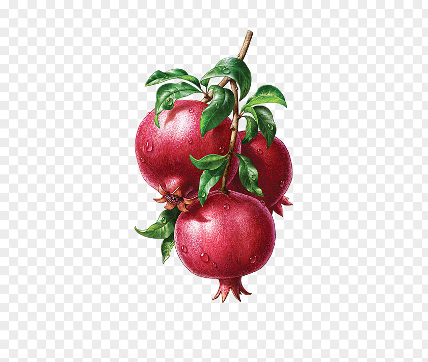 Pomegranate Juice Illustration PNG