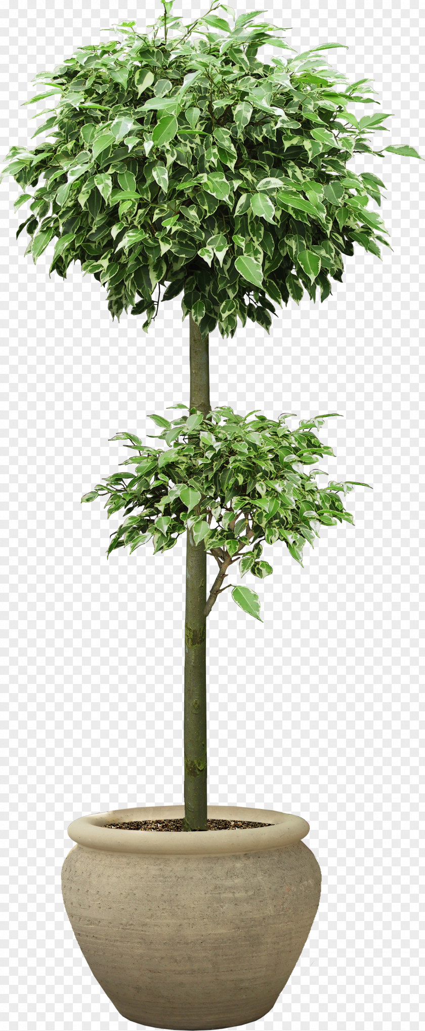 Tree Houseplant Clip Art PNG