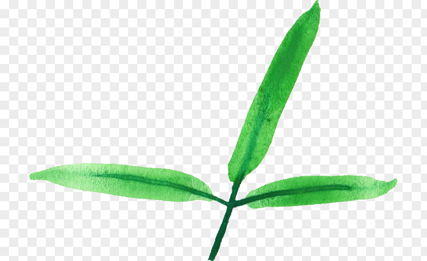 Watercolor Leaves Leaf Plant Stem PNG