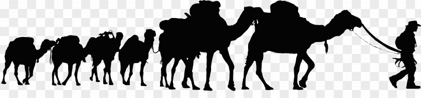 Camel Dromedary Sahara Desert Tunisia Train Clip Art PNG