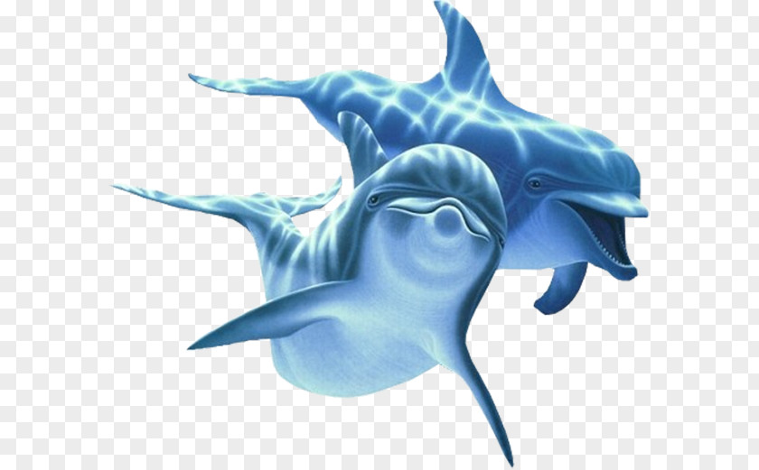 Dolphin Clip Art Image PNG