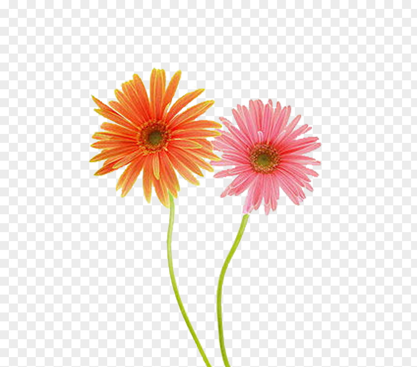 Pair Of Engaging Love Gerbera Common Daisy Jamesonii Chrysanthemum Flower PNG