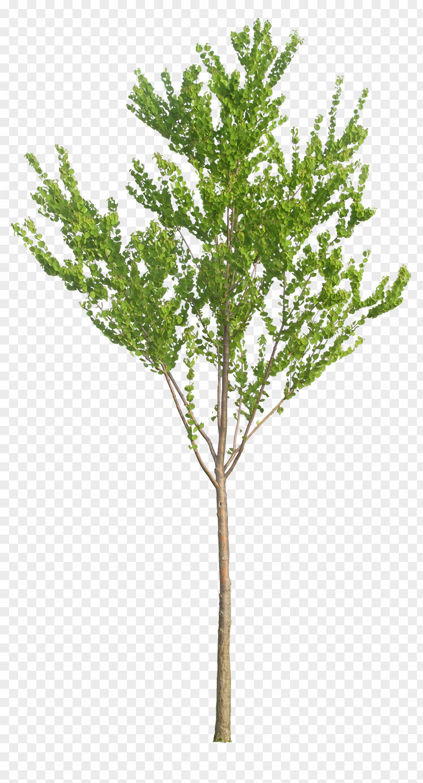 Tree Baby's-breath Artificial Flower Plant PNG