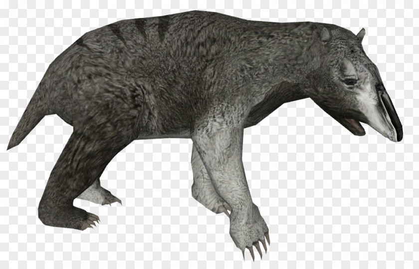 Bear Mammal Animal Canidae Dog PNG
