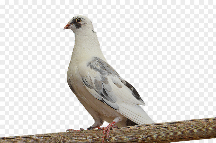 DOVE Homing Pigeon Columbidae Bird Feather PNG