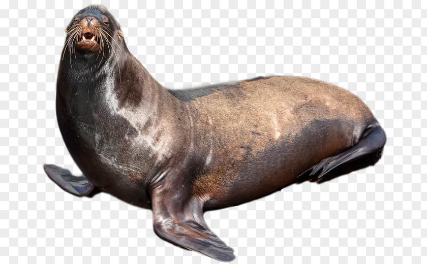 Harbor Seal Earless Walrus Clip Art PNG