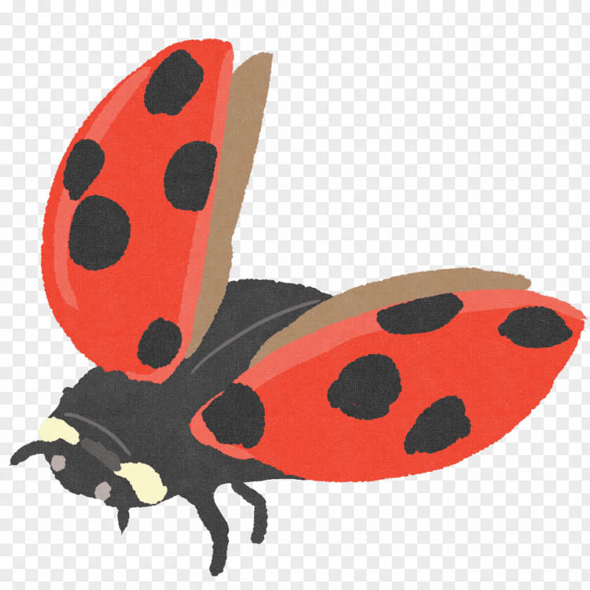 Illustration Ladybird Beetle Product Design Clip Art PNG