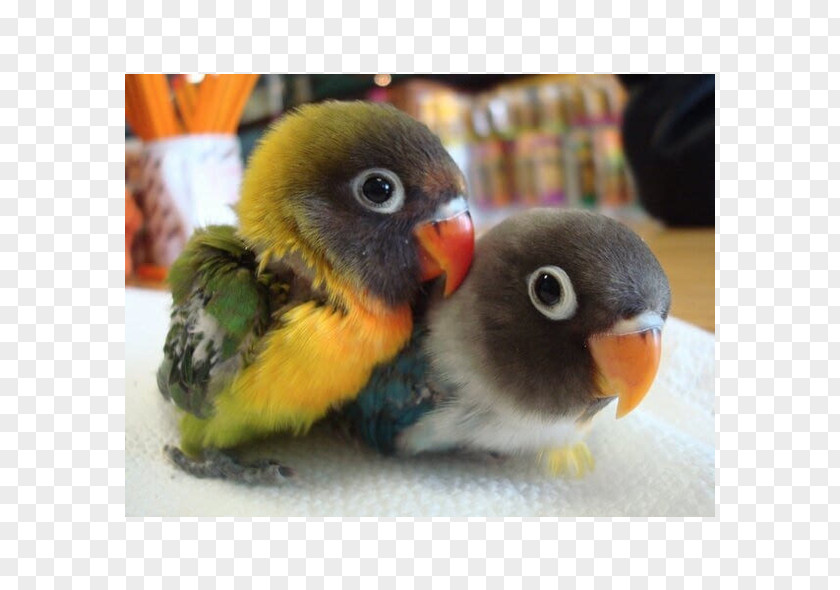 Parrot Bird Pet Cuteness Puppy PNG