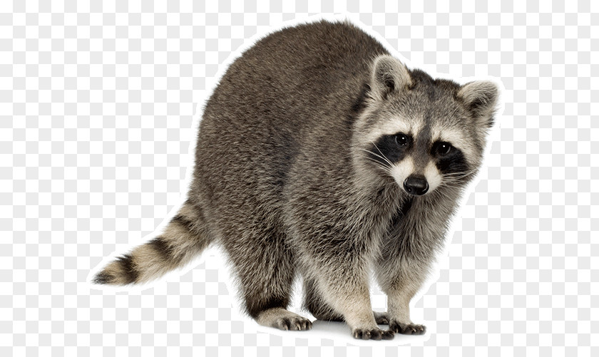 Raccoon Squirrel Trapping Cat PNG