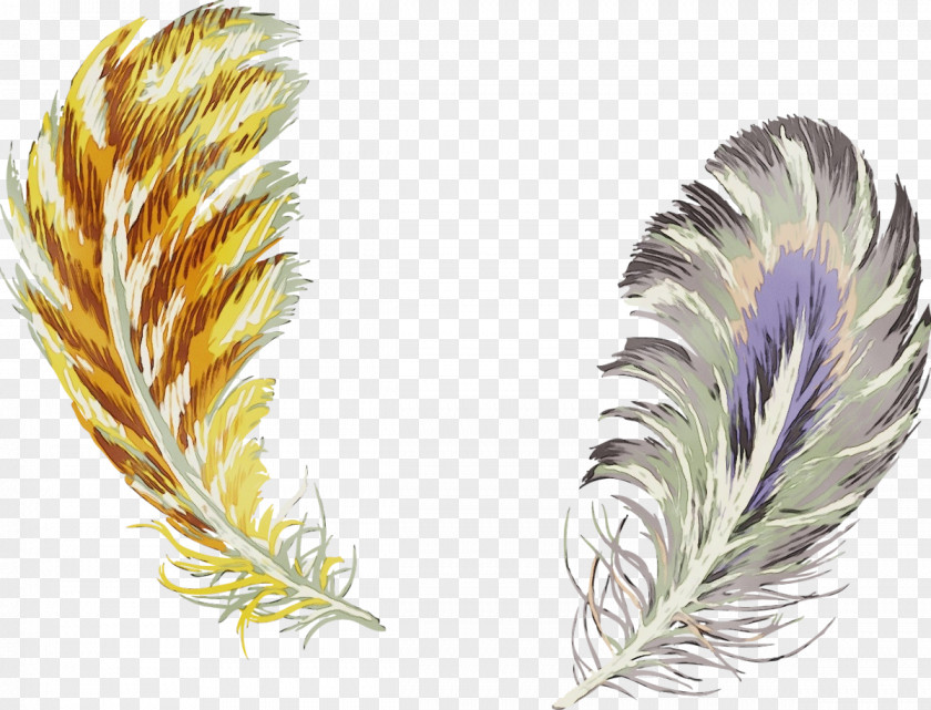 Fashion Accessory Grass Feather PNG