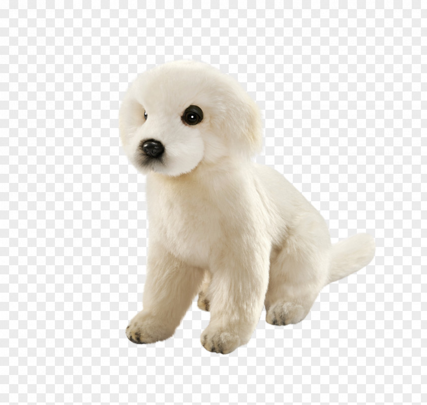 Puppy Standard Poodle Maremma Sheepdog Dog Breed PNG