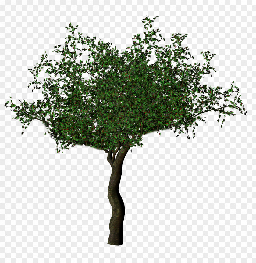 Tree Transparency Oak Image Desktop Wallpaper PNG