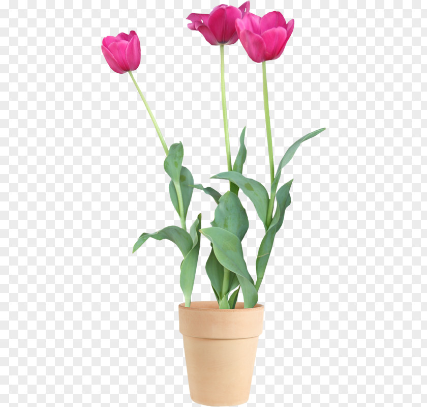 Tulip Floristry Cut Flowers Flowerpot PNG