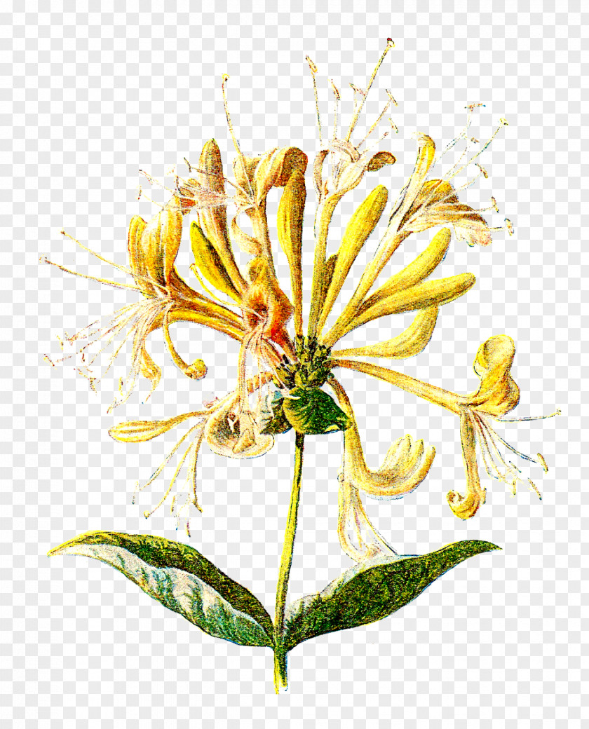 Wild Flowers Wildflower Lonicera Hispidula Clip Art PNG