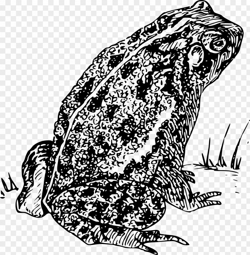 Amphibian Frog And Toad Clip Art PNG