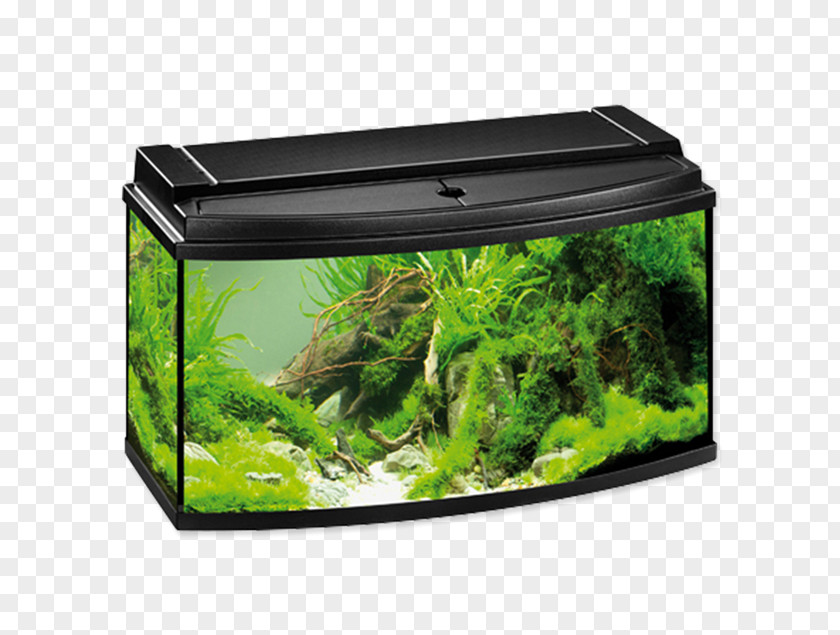 Fish Aquarium Filters Eheim Fishkeeping PNG