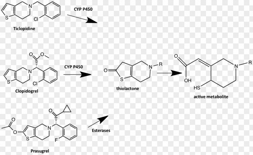 Adenosine Diphosphate Receptor Inhibitor Type II Topoisomerase The Double Helix: A Personal Account Of Discovery Structure DNA Pharmaceutical Drug PNG