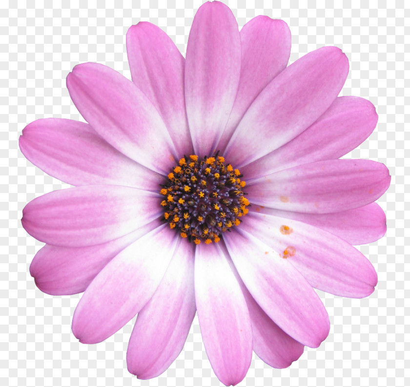 Common Daisy Clip Art PNG