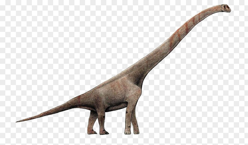Dinosaur Sauroposeidon Brachiosaurus Giraffatitan Europasaurus Abrosaurus PNG